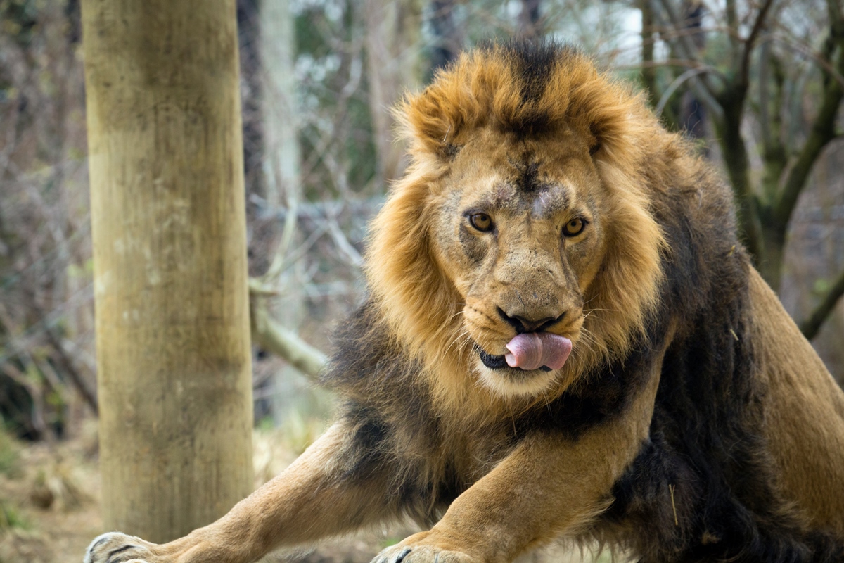 What Animals Roam Free At Whipsnade Zoo