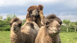 Double Baby Camel arrival at Yorkshire Wildlife Park