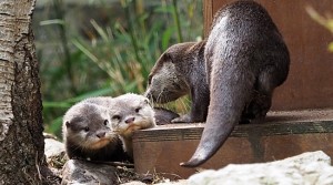 Otterly adorable