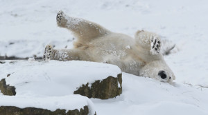 Animals at Yorkshire Wildlife Park enjoy a snow day