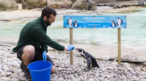 London’s Zoo is open