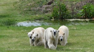 Summer 2021 is off to a sizzling start at Yorkshire Wildlife Park!