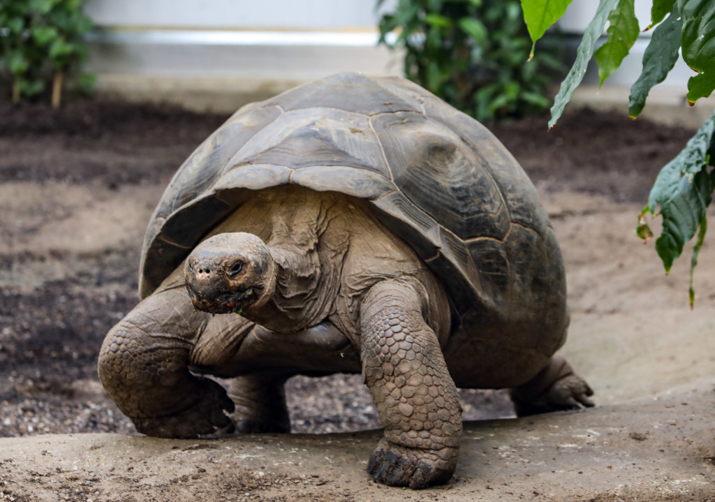 Race you home! Giant tortoises walk across London Zoo in epic house ...