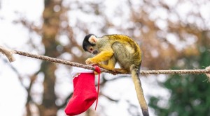 Monkeying around the Christmas tree