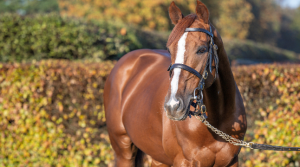 Champion stallion Stradivarius is star of National Stud Tours in 2023