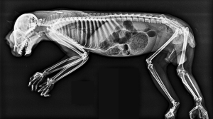 Bone-afide X-rays