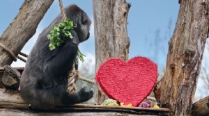 Love and Ape-preciation