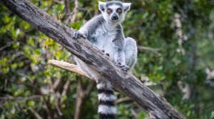 Family Festival at London Zoo