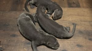 Yorkshire Wildlife Park celebrating the surprise arrival of rare Giant Otter triplets