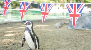 Celebrate the Coronation at London Zoo