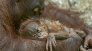 Public chooses ‘rare’ name for Blackpool Zoo’s baby orangutan