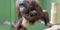 Orangutan welcomes first baby