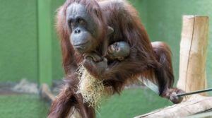 Orangutan welcomes first baby