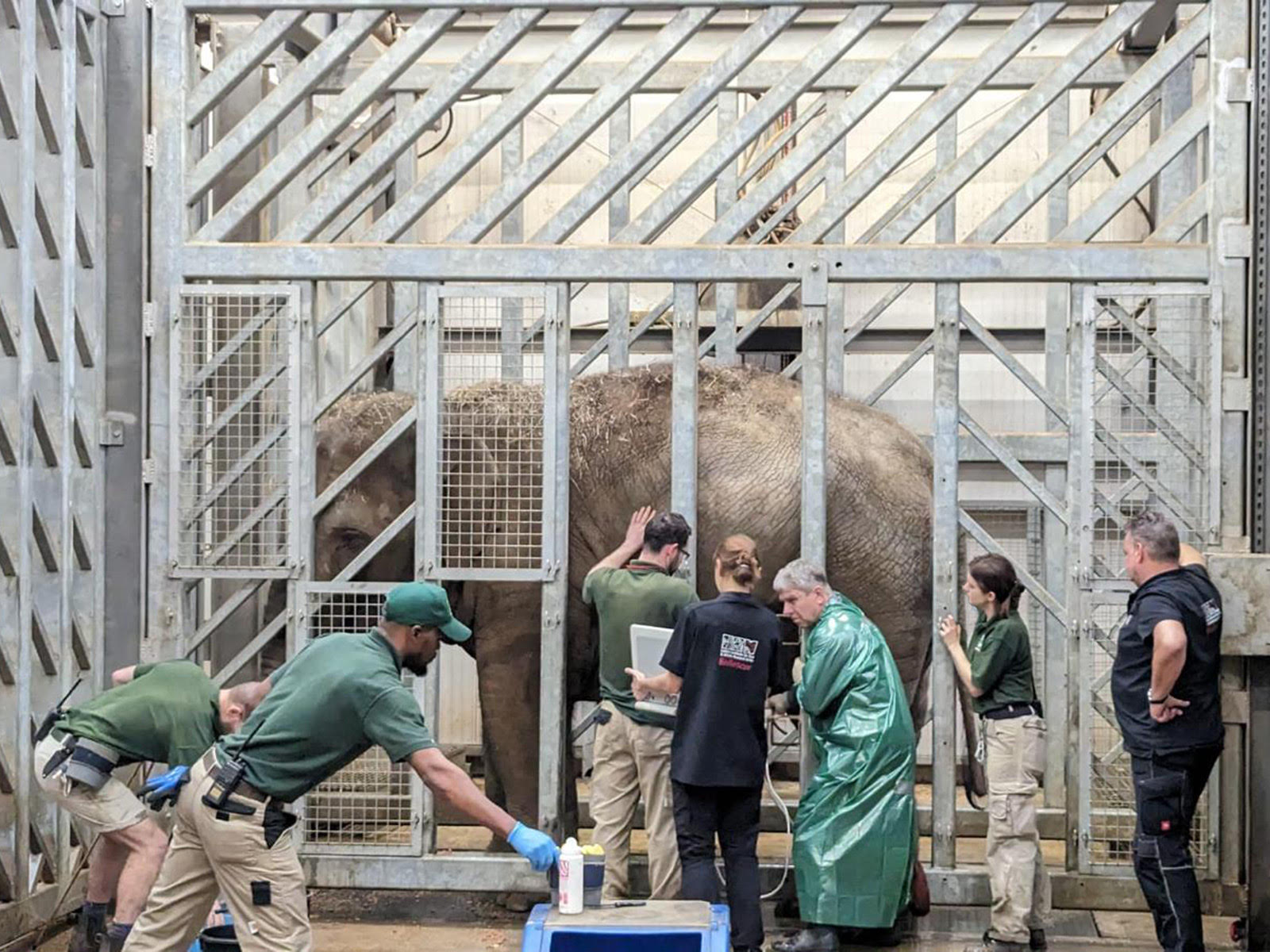 Milestone for the pregnant elephants at Blackpool Zoo - Coach Tours UK