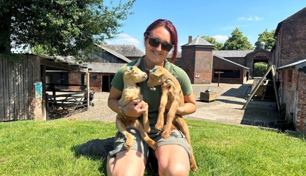 Tatton’s Golden Guernsey Goats Given Royal Accolade