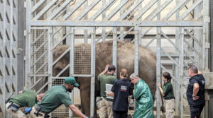 Milestone for the pregnant elephants at Blackpool Zoo