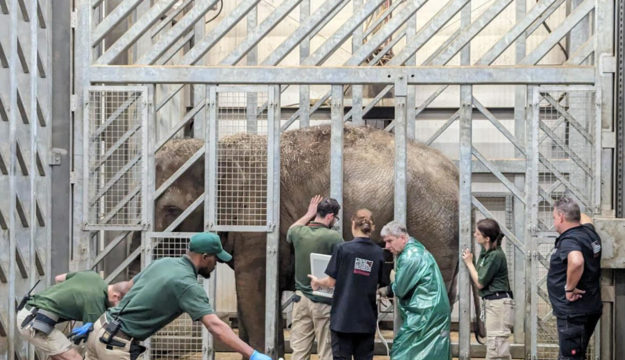 Milestone for the pregnant elephants at Blackpool Zoo