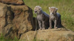 Cheetah Cubs Released Into Main Reserve
