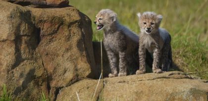 Cheetah Cubs Released Into Main Reserve