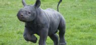 Eastern Black Rhino birth at Yorkshire Wildlife Park