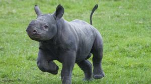 Eastern Black Rhino birth at Yorkshire Wildlife Park