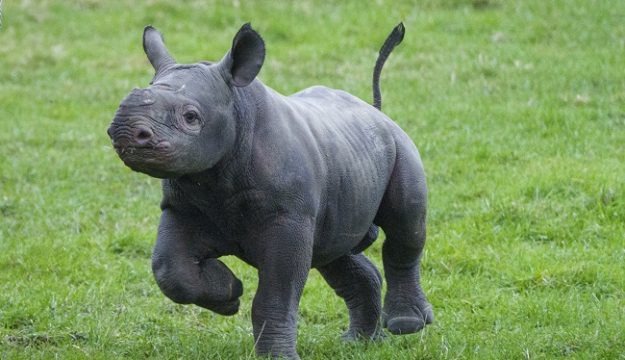 Eastern Black Rhino birth at Yorkshire Wildlife Park