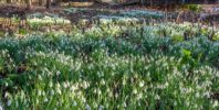 Snowdrop Walk Launches 2025 Season at Hever Castle