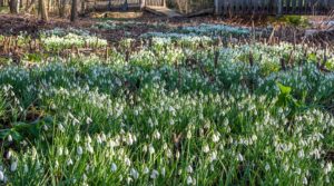 Snowdrop Walk Launches 2025 Season at Hever Castle