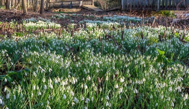 Snowdrop Walk Launches 2025 Season at Hever Castle