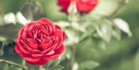 RHS reveal the red roses for those looking for lasting flowers…and love!