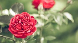 RHS reveal the red roses for those looking for lasting flowers…and love!