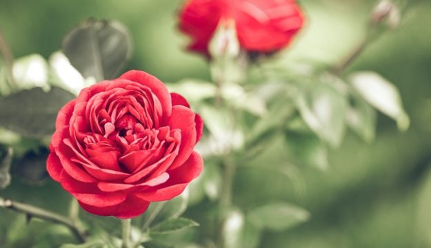 RHS reveal the red roses for those looking for lasting flowers…and love!